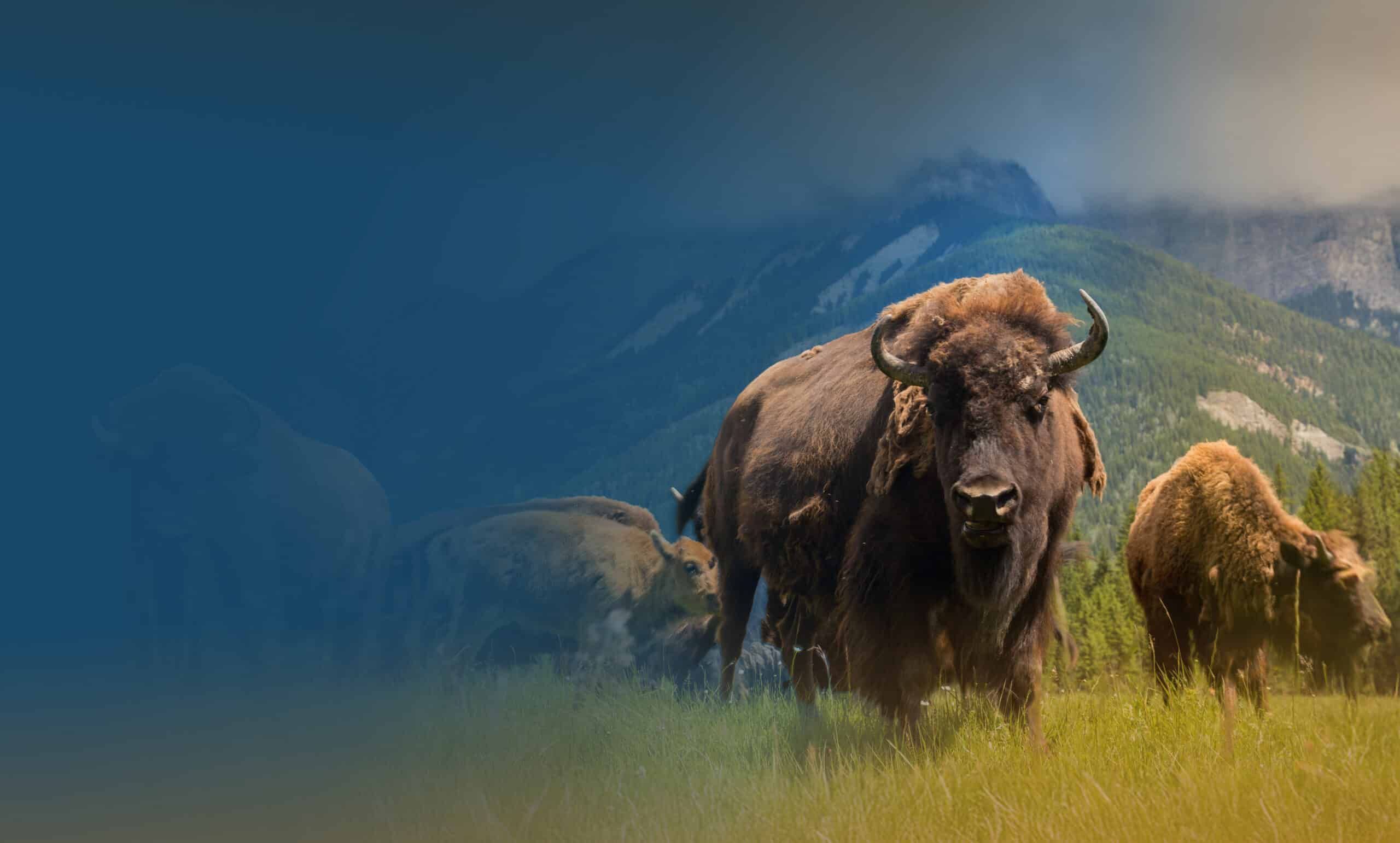 A herd of bison in a grassy field with mountains and trees in the background.