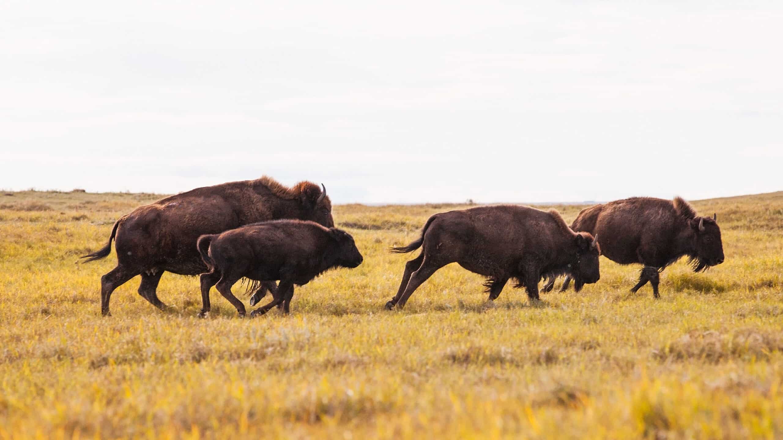 Herd of bison traversing a field