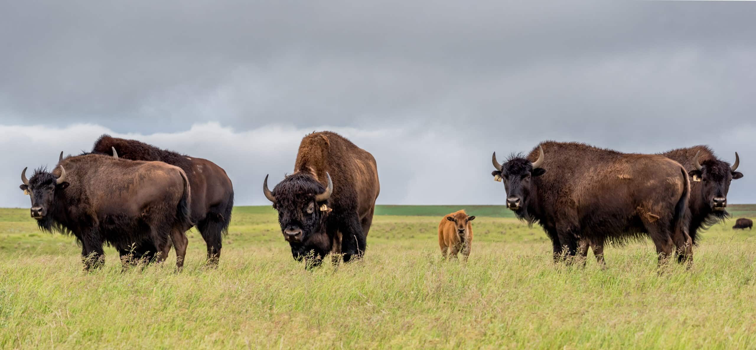 Herd of bison on a plain.